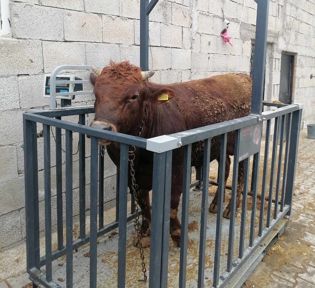 Nevşehirli üretici şaşkın! Kurban satışlarında durakladı