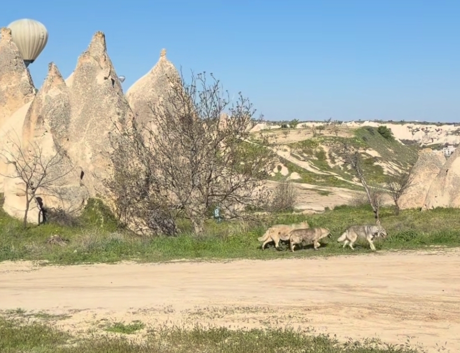 Kapadokya’da bozkurt sürüsü gündem oldu