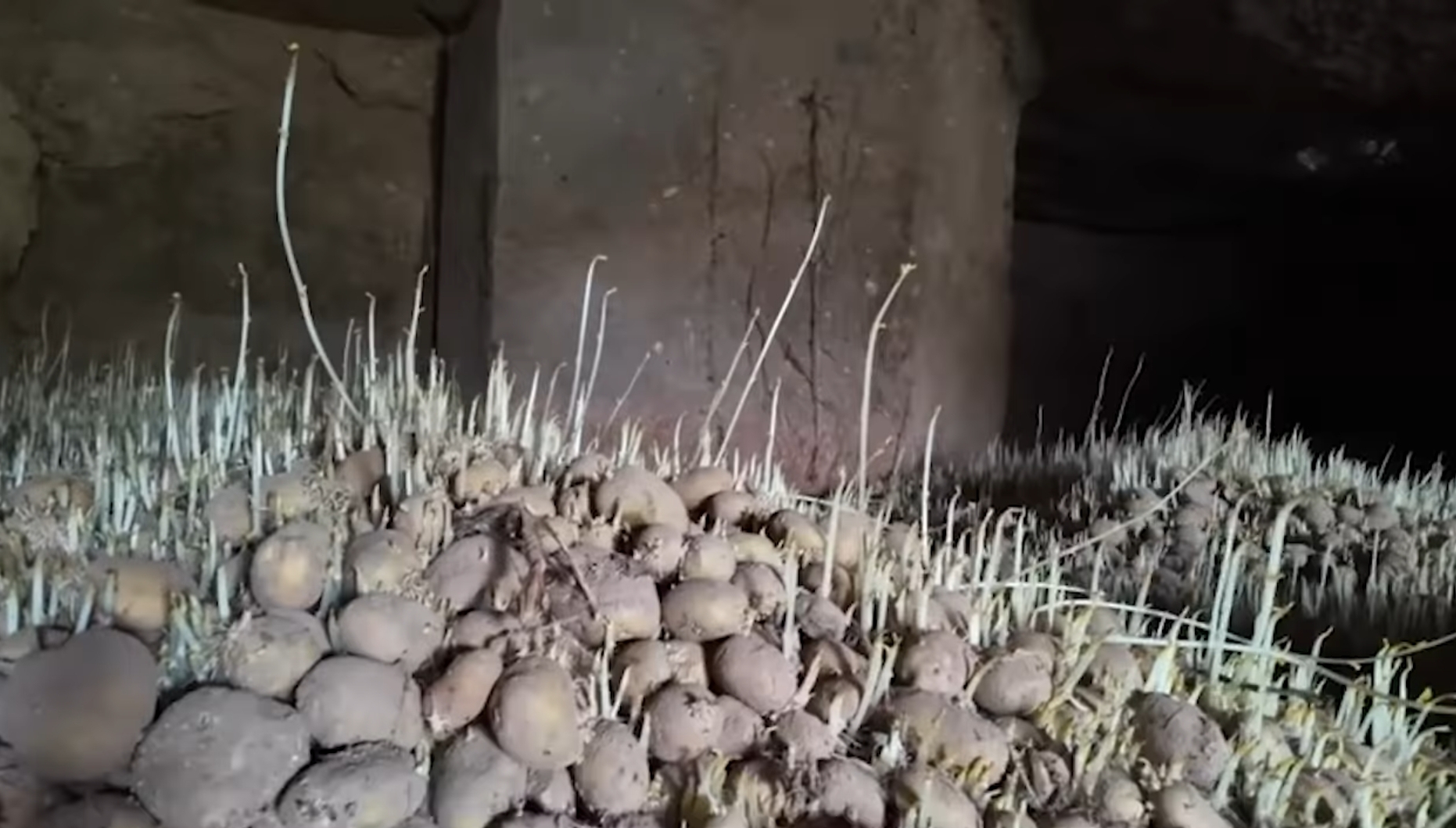 Nevşehir’de patates krizi!!!