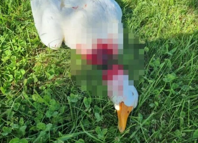 Skandal!!! Avanos ördeğini vahşice katletmişler!!!