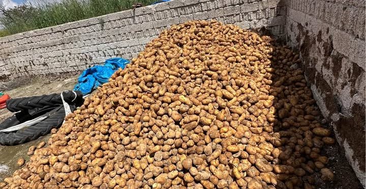 Para etmeyen patatesler yemlik oluyor