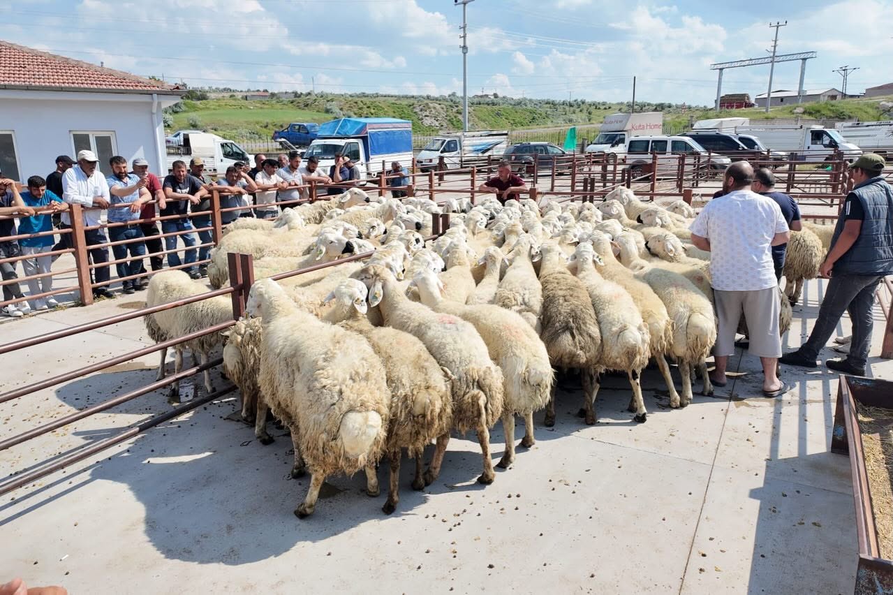 Nevşehir’de damızlık koç dağıtıldı