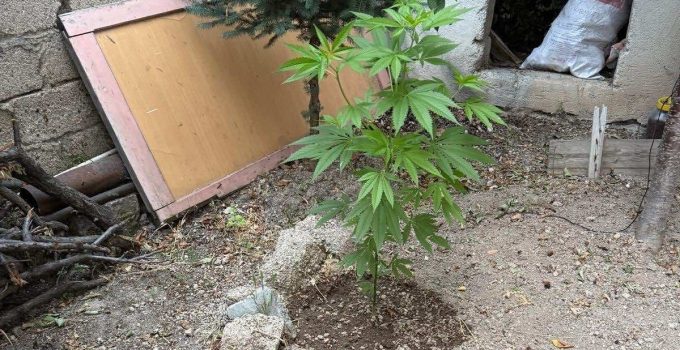 Bahçesine kenevir bitkisi ekmiş! Jandarma baskın yaptı