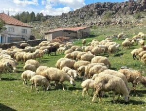 Aynı sürüye ait 40 koyun kayboldu! Arama başladı