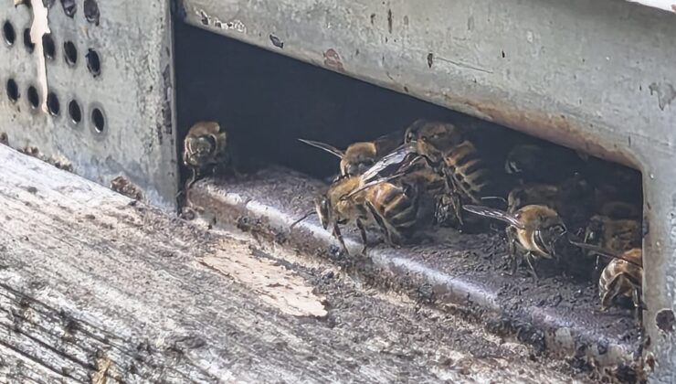 Arısı olanlar bu habere dikkat!