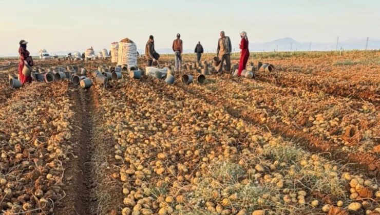 Patates devi Doğa Tohumculuk’tan verim rekoru: Kafkas tohumu dudak ısırttı