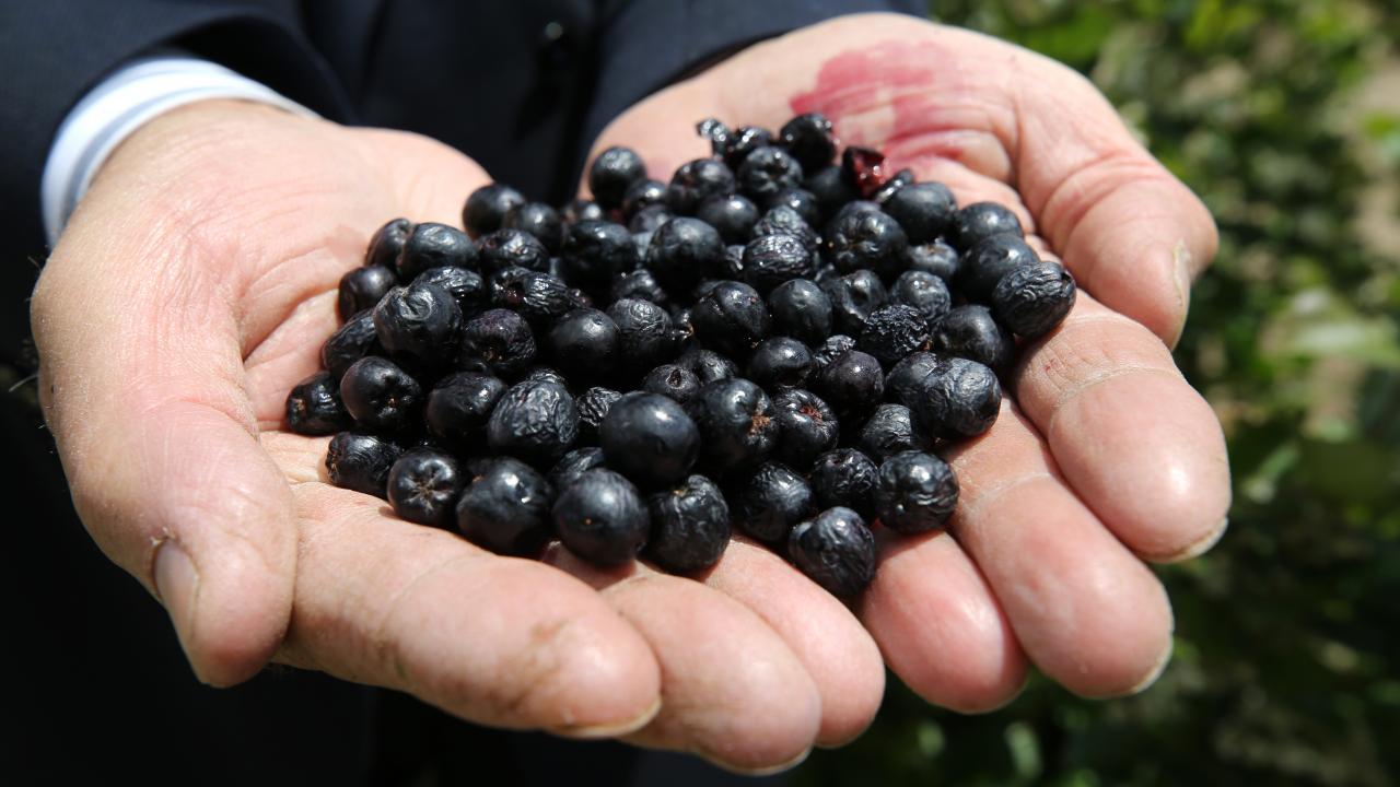 Nevşehir’de Aronia yetiştiriciliği kursu açılıyor!