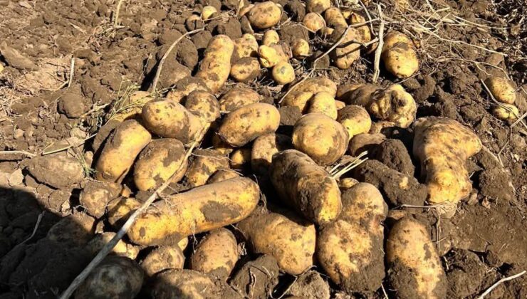 Nevşehir’de patates sökümünde sona doğru yaklaşıldı!